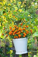 Bucket of marigolds hanging on a wooden fence.