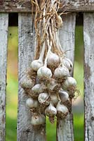 Garlic hang up to dry.