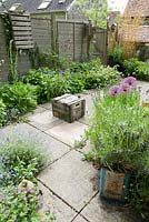 Brigit Strawbridge's tiny bee friendly courtyard garden in St James', Shaftesbury, planted with wildlife in mind, particularly bumble and solitary bees. Insect friendly plants include alliums, chives, centaurea, forget-me-nots and hardy geraniums.