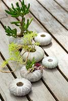 Sea urchin shells planted with succulents including Sedum 'Gold Mound' and Crassula ovata 'Gollum' seen on an outdoor table