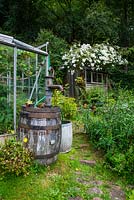 The rose bedecked shed and vegetable garden with old oak barrel, Nant Y Bedd, Abergavenny, South Wales