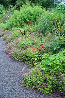 Pools of Geranium 'Anne Thomson' spill over the gravel path, Hunting Brook Garden, Co Wicklow, Ireland