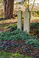 Gravestones beside the garden of Old Church Cottage with trunk of old yew tree beyond.