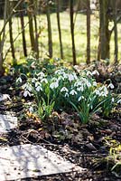Galanthus - clump of snowdrops near the garden fence.