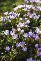 Crocus tommasinianus with snowdrops in grass.