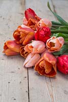 Tulipa 'Red Revival', 'Brown Sugar' and 'Apricot Beauty' on a table