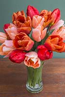 Tulipa 'Red Revival', 'Brown Sugar' and 'Apricot Beauty' in a glass vase