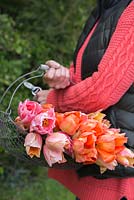 Woman carrying wire basket of Tulipa 'El Nino', 'Marianne', 'Charming Beauty' and 'Sugar Love'