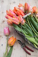Wire basket containing Tulipa 'El Nino', 'Marianne', 'Charming Beauty' and 'Sugar Love'