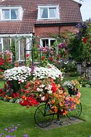Decorative bicycle holding pots with Begonia on lawn and colourful mixed beds filled with perennials, Rosa, Clematis and tender bedding plants in small suburban back garden. 
