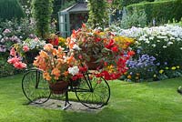 Decorative bicycle holding pots with Begonia and Lobelia on lawn, summer house and colourful mixed bed filled with perennials and tender bedding plants. 