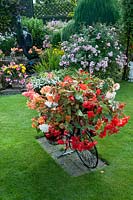 Decorative bicycle holding pots with Begonia and Lobelia on lawn and colourful mixed bed filled with perennials and tender bedding plants. 