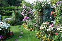 Colourful small back garden with borders filled with tender bedding plants, perennials, climbing Rosa and Clematis, Leucanthemum, Calendula, Lobelia, Lychnis coronaria and Phlox by lawn and path 