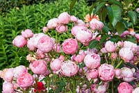 Rosa 'Pomponella' Floribunda - Cluster Flowered rose 