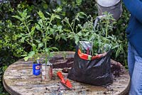 A woman watering Tomato plants in a recycled compost bag
