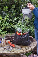 A woman watering Tomato plants in a recycled compost bag