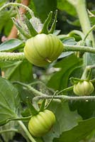 Tomato 'Black Russian' - Developing fruit