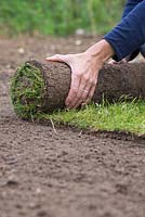 Unravelling a roll of turf onto prepared soil