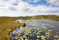 White Water Lily growing in the wild on a lochan on North Uist, Outer Hebrides. Nymphaea alba