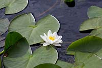 Nymphaea alba - White Water Lily growing in the wild on a lochan on North Uist, Outer Hebrides. 
