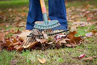 Raking leaves from a lawn with a springtine rake