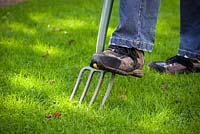 Aerating a lawn with a fork