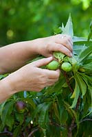 Thinning out nectarines in order to encourage ripening and promote good sized, healthy fruits. Prunus persica