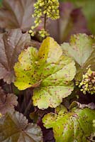Rust damage - Puccinia heucherae on a leaf of Heuchera 'Blondie'