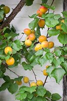Prunus armenica 'Harogem' - Apricots trained against a wall. 