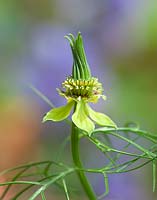 Nigella orientalis 'Transformer'. Love-in-a-mist, Yellow Fennel Flower