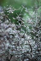 Corokia cotoneaster. Wire-netting bush