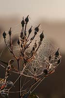 Orb web spider's webs 