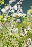 Leucanthemum vulgare - ox-eye daisy