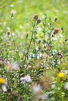 Wildflower meadow - Daucus carota - wild carrot seedhead