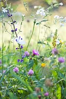 Wildflower meadow: Trifolium pratense, Centaurea jacea brown knapweed, Leucanthemum vulgare - ox-eye daisy, Salvia pratensis, Verbascum nigrum - Dark Mullein