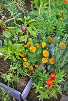 Organic garden with raised bed planted with marigold, zinnia, lavandula, lettuce, peppers, savory.