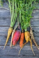 Freshly harvested different coloured carrots and parsley.