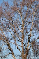 Galls in birch tree 
