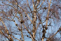 Galls in birch tree