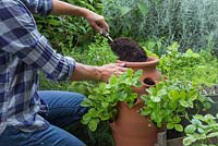 Adding more compost to the terracotta Strawberry planter