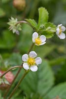 Fragaria vesca - flowers of Alpine Strawberry
