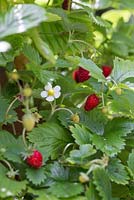 Fragaria vesca - Alpine Strawberry ready for harvesting