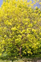 Acer negundo 'Kelly's Gold' - Maple tree in spring, Montreal Botanical Garden, Quebec, Canada