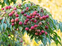 Cornus kousa red fruits