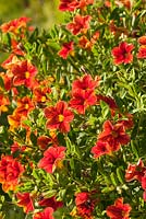 Calibrachoa 'Can Can Sunset' - a tender perennial, usually grown as an annual