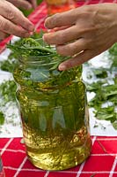 Making herbal oil