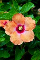 Hibiscus rosa-sinensis 'Mandarin Wind'