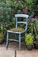 An upcycled blue chair planted with Thymus praecox - Red Creeping Thyme