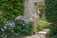 Gate leading through to garden, Anemone x hybrida under Wisteria foliage