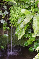 Damp area, waterfall with Hedera, Asplenium scolopendrium - Hart's Tongue Fern and Soleirolia soleirolii - Mind-your-own-business